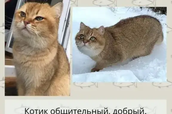 Пропала кошка в Дмитрове