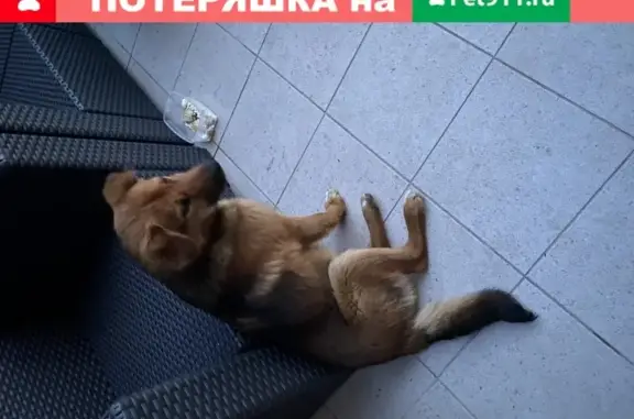 Собака-ласковец найдена в Москве.