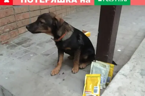 Найден щенок на ул. Добровольского, оранжевый ошейник