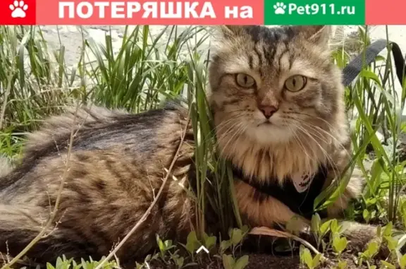 Пропала кошка Барсик в Томске, ул. Энергетиков 13А