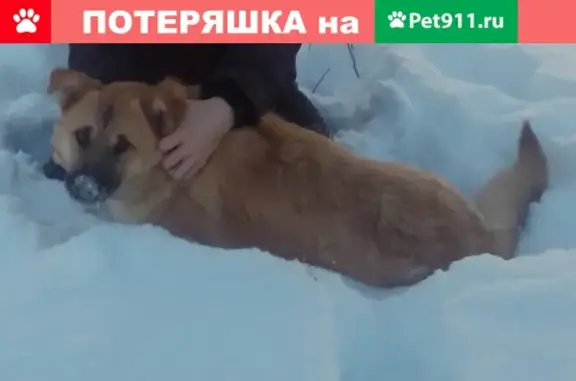 Пропала собака в деревне Гостилово, Московская область