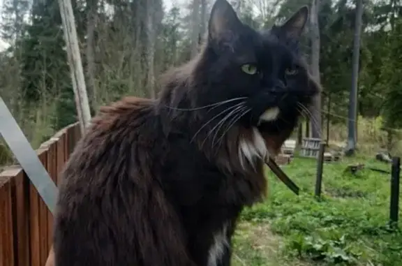 Пропала кошка Зара в Солнечногорске