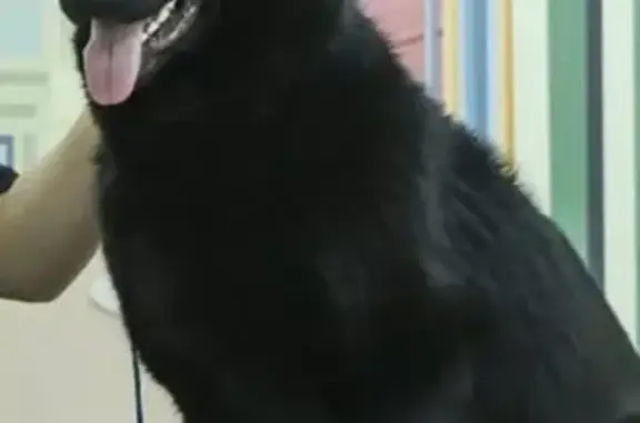 Пропала собака Альфа в Пушкинском округе