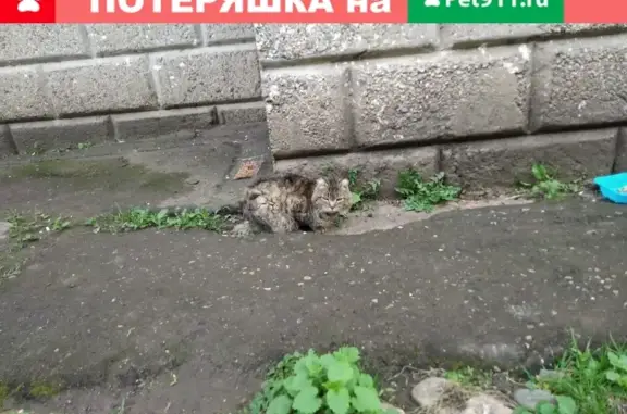 Найдена кошка в Красногорске: домашняя, серый полосатый окрас, обмороженные уши. Адрес: Железнодорожная, д.38, подъезд 3.