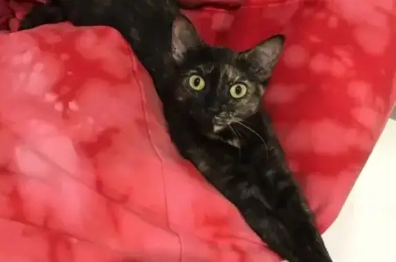 Потерянные животные Новосибирск, фото: Пропала кошка на ул. Б. Богаткова, Новосибирск