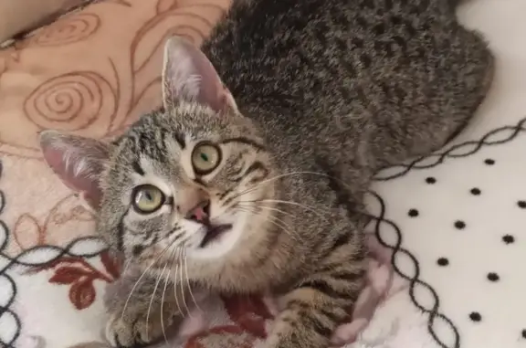 Пропала кошка Руся в Геленджике, вознаграждение