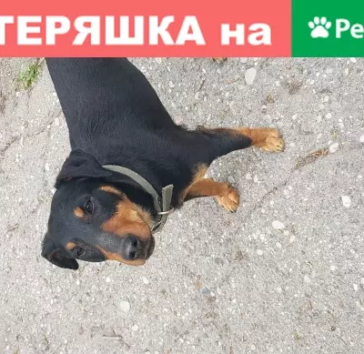 Собака с ошейником найдена в Калининграде