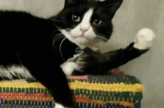 Кошки потеряшки, , фото: Потеряшка кошка Нюша, Санкт-Петербург, 1 этаж.