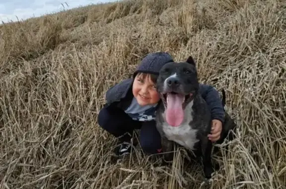 Потерянные животные Калининград, фото: Пропала собака в п. Храброво, Калининград.