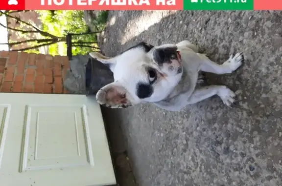 Найдена собака в Пятигорске, порода неизвестна