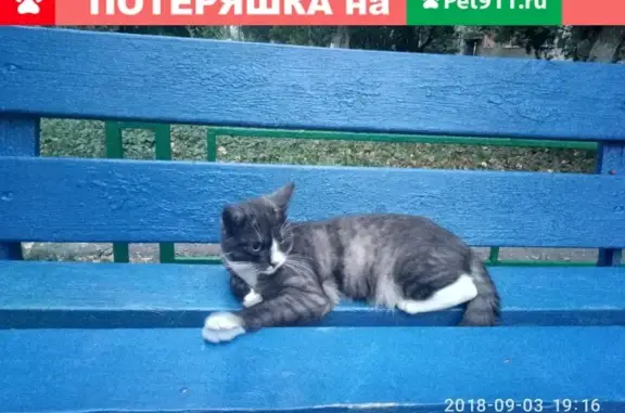Пропал кот Мурзик, 3 года, в Красном ошейнике, Чехов.