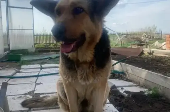 Собака найдена в деревне Лебяжье, Алексеевское