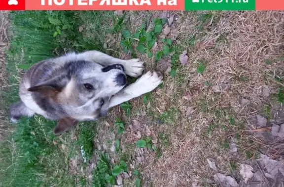 Собака Хаски найдена в Казани