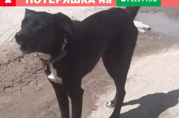 Найдена собака на ул. Шевченко, Оренбург