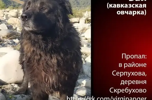 Пропала Кавказская овчарка в Скребухово, видели в Бутырках