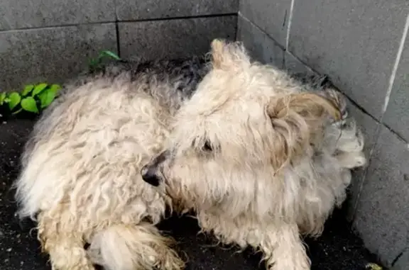 Найдена болеющая собака с потеряшкой в Москве