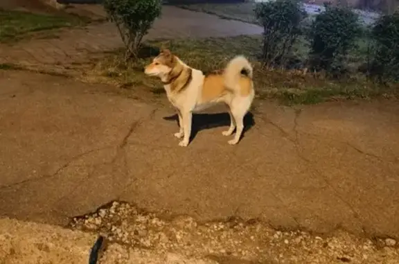 Найдена собака на Бассейной улице, Калининград