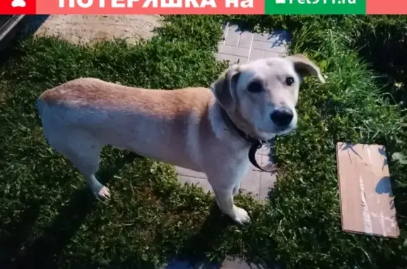 Найдена собака с переломом лапы в Чехове, Московская область