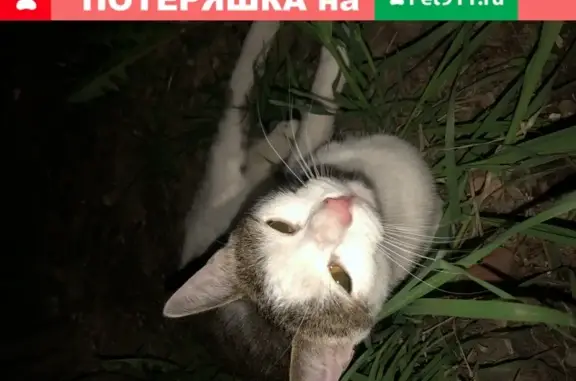 Найден белый кот с пятнами в Москве.