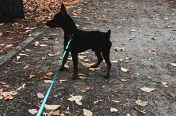 Пропала собака в парке Покровское-Стрешнево
