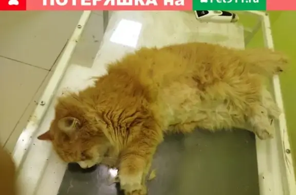 Кошка покусана на ул. Дзержинского, ищем хозяев (89501682241)