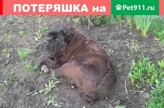 Найден крупный кобель возле дома в Ивановском районе.