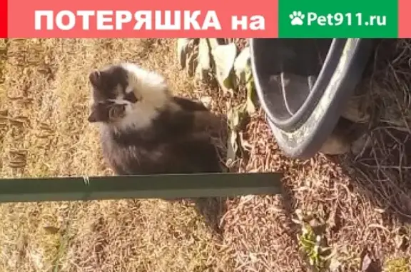 Трёхцветная кошка на территории дома в Костроме