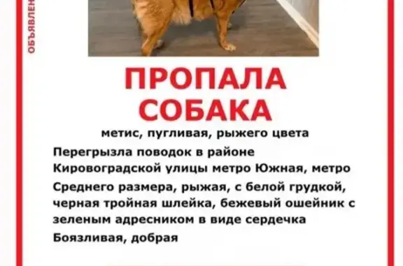 Пропала собака Бэт, Чертановская, Сумской проезд 4к1