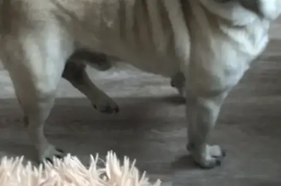 Собаки потеряшки, Томск, фото: Потеряшка собака в Арз-Радужном: Тёма.