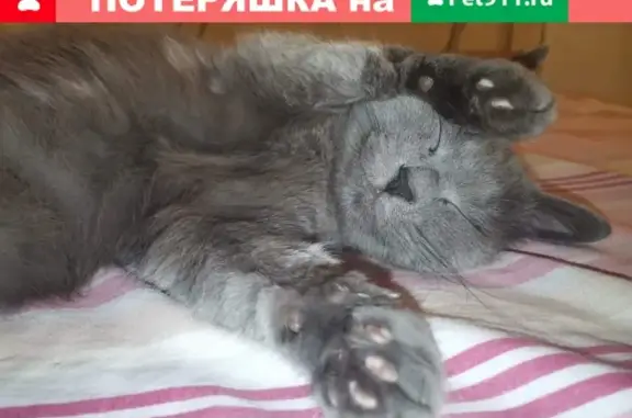 Пропала пушистая кошка на Нагорном бульваре (Москва)