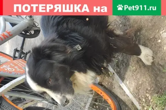 Собака с ошейником в парке авиаторов, Ростов-на-Дону