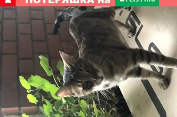 Крупная дружелюбная кошка найдена в Москве