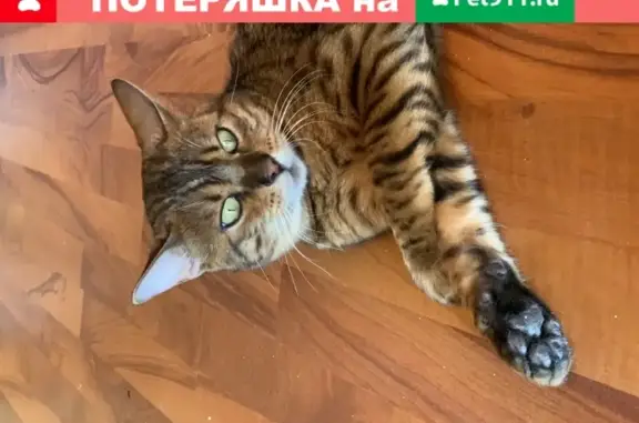Кот найден в Москве.