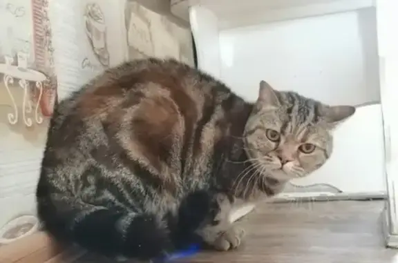 Найдена домашняя кошка Британка в Челябинске