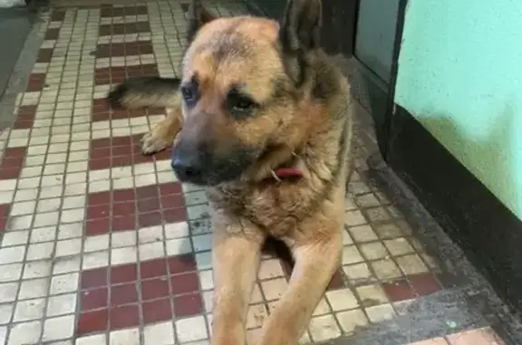 Собака Овчарка найдена в подъезде Москва (35 символов)