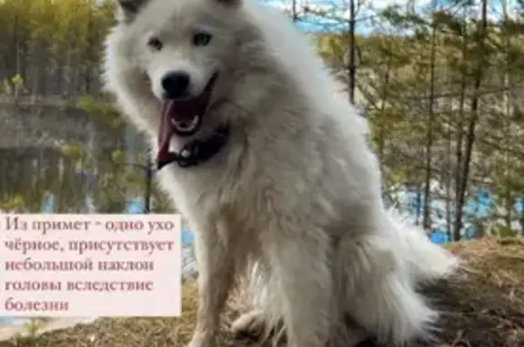 Собака найдена в Йошкар-Оле!