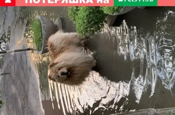 Найдена собака возле Театральной площади в Калуге