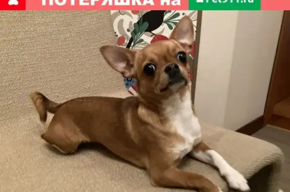 Собаки потеряшки, Москва, фото: Потеряшка Челси в Филевском парке, Москва.