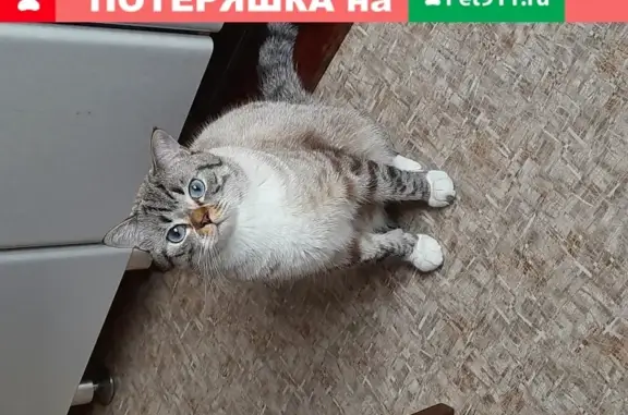 Кошки потеряшки, Нижний Новгород, фото: Потеряшка кошка Шотландец в Н.Новгороде