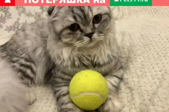 Пропала кошка на улице Октябрьской, Королёв