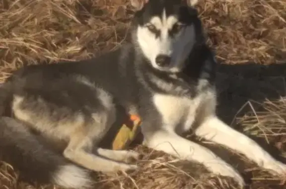 Собаки потеряшки, Тула, фото: Потеряшка собака Сибирская хаски в Обидимо снт мебельщик - 1 (Тула)