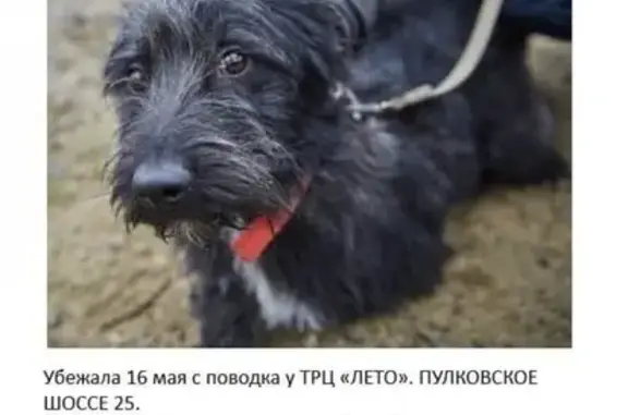 Собаки потеряшки, Санкт-Петербург, фото: Потеряшка собака на Пулковском шоссе, СПб: Пёс из другого города.