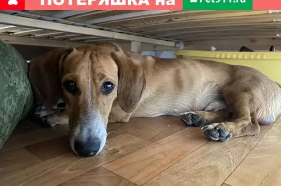 Найдена собака на пр. Шахтеров, Кемерово