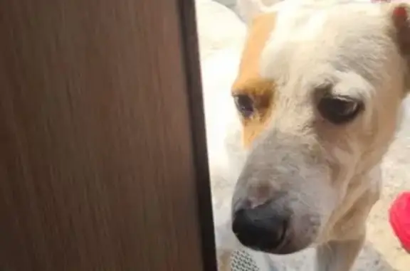 Найден пёс на Зеленой Роще, Ставрополь.