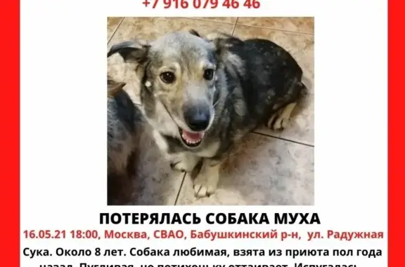 Пропала собака Муха на ул. Радужная, Бабушкинский р-он, Москва.