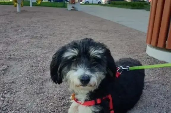 Собаки потеряшки, Санкт-Петербург, фото: Потеряшка собака Бруно, адрес: Санкт-Петербург, ул. Парфеновская, 108.