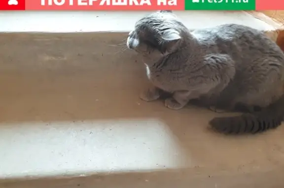 Найдена серая британская кошка на ул. Шишкова, Воронеж