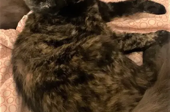 Кошки потеряшки, Санкт-Петербург, фото: Потеряшка кошка на ул. Бестужевская, Санкт-Петербург