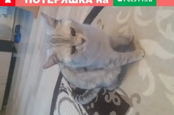 Найдена кошка на ул. Чапаева (Оренбург)