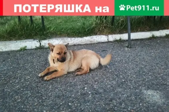 Собака в ошейнике на Речном вокзале в Томске.